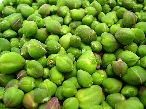 Capperi di Ustica